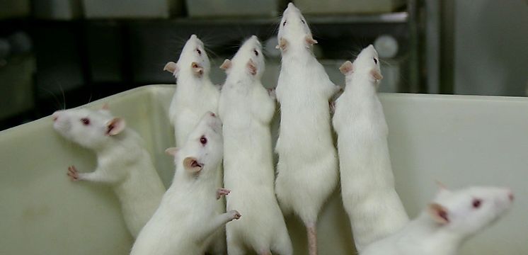Cientficos logran revertir el proceso de envejecimiento en ratones