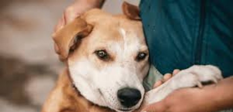 Día Mundial del Perro Adoptado claves para generar conciencia en la tenencia responsable