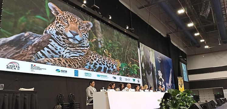 Ante Líderes Mundiales Fundación Yaguará Panamá posiciona relevancia del jaguar para la biodiversidad del mundo