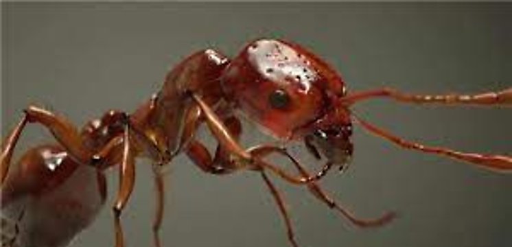 Especies invasoras están conquistando Europa las hormigas rojas de fuego