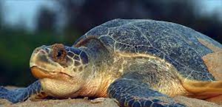 Una especie en peligro de extincin que protegen en playas de Cocl la Tortuga Lora