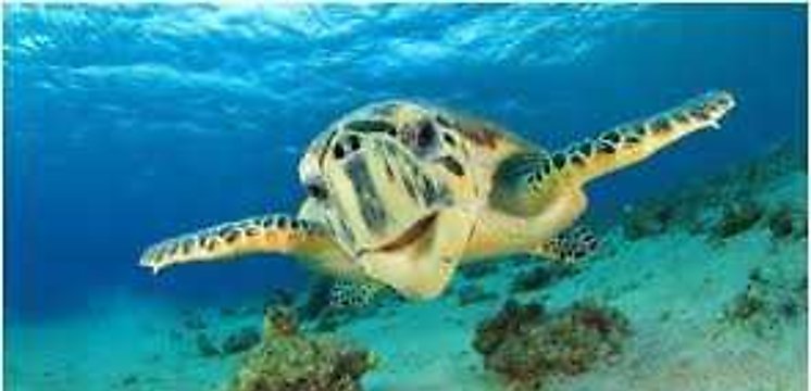 Se aprueba legislación que refuerza protección de tortugas marinas en Panamá